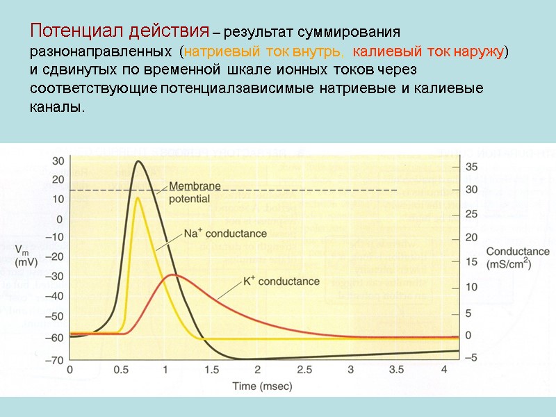Потенциал действия – результат суммирования разнонаправленных (натриевый ток внутрь,  калиевый ток наружу) и
